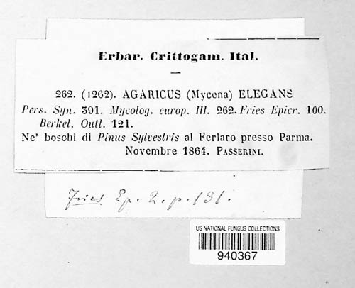 Mycena aurantiomarginata image
